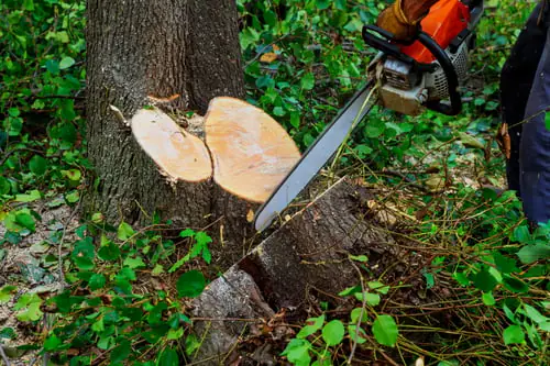 Medina Tree Experts team at work