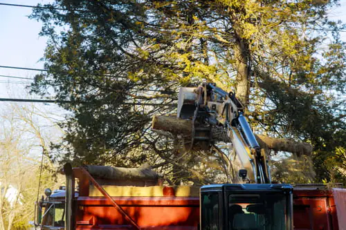 Tree removal crew working in a Houston neighborhood