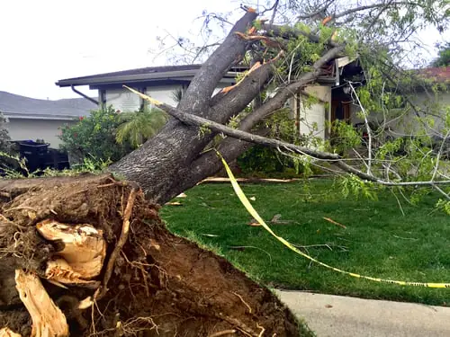 A hurricane-season tree checklist for Houston yards