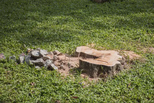 Stump grinding: what to expect, and what to do with the spot afterward