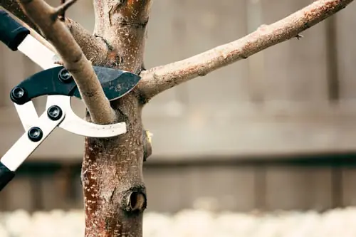Tree Pruning