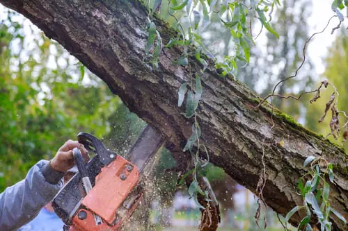 Tree Removal