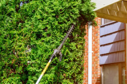 Tree Trimming