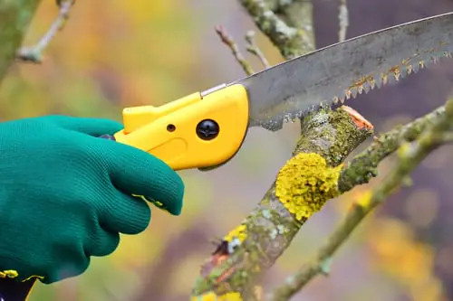 Trimming vs. pruning: what's the difference, and which does your tree need?