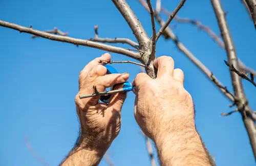 When to prune oaks in Texas, and why spring is the wrong time